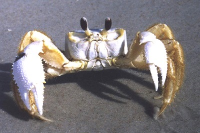 Crab